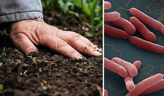 Nhiều người nhiễm loại vi khuẩn độc có trong bùn đất, 7 cách phòng bệnh cần biết
