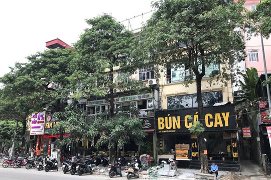Hà Nội chưa di chuyển cây hoa sữa ở đường Nguyễn Chí Thanh vì 'còn ý kiến khác nhau'