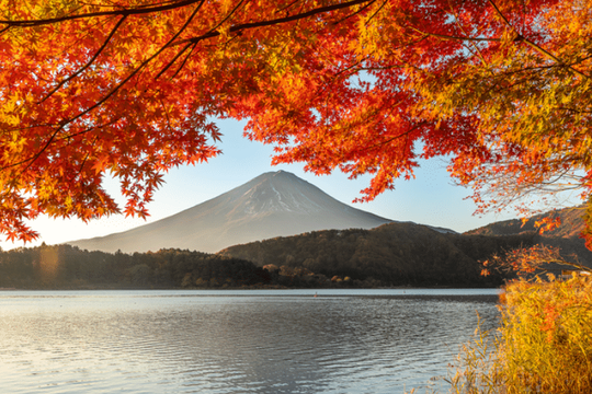 Mùa thu Nhật Bản rực rỡ, đẹp đến xiêu lòng