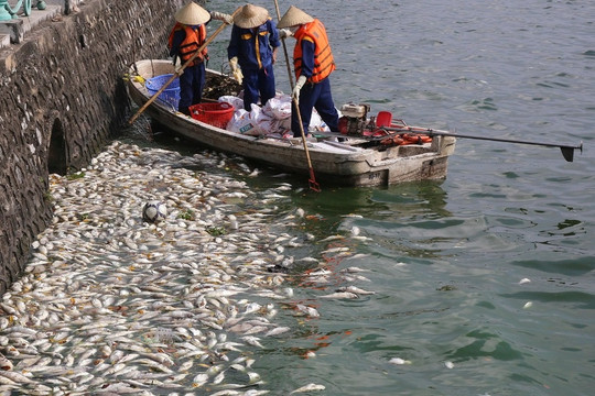 Cá chết nhiều nổi khắp mặt nước hồ Tây