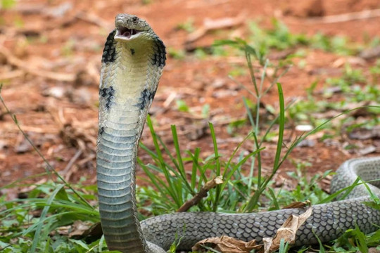Cậu bé 8 tuổi cắn chết rắn hổ mang ở Ấn Độ