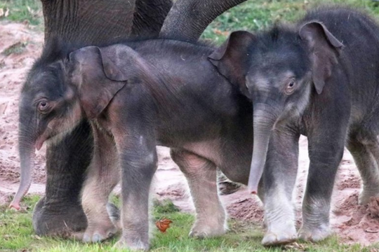 Sở thú New York lần đầu tiên đón ca sinh đôi voi thành công