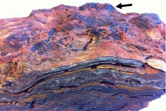 Hóa thạch ở Australia cho thấy bằng chứng lâu đời về sự sống trên Trái đất