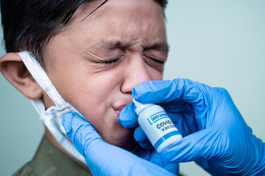 Australia phát triển vaccine ngừa COVID-19 dạng nhỏ mũi