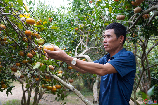 Không còn phụ thuộc thương lái, nông dân trồng cam Vân Đồn thu tiền triệu mỗi ngày