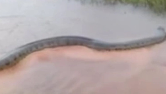 Khoảnh khắc động vật ấn tượng: Trăn khổng lồ trườn qua đường ngập nước