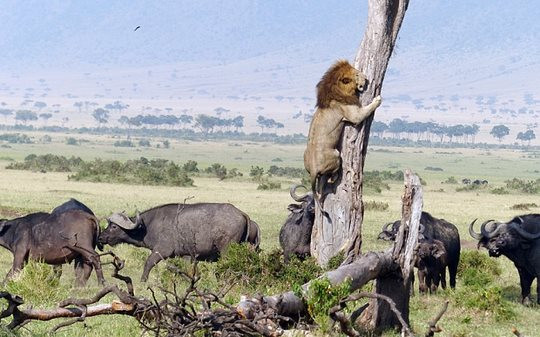 Sư tử bị cả đàn trâu truy sát phải trèo lên cây trốn