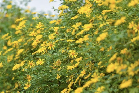 Ngắm vườn hoa dã quỳ 200 cây phủ sắc vàng giữa lòng Hà Nội