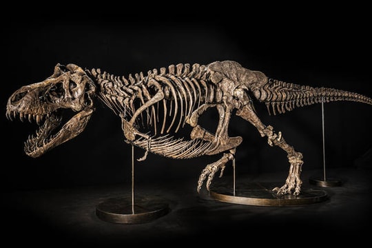 Christie's hủy đấu giá hóa thạch bộ xương khủng long T-rex ở Hong Kong