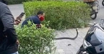 Vì sao rắn hổ mang xuất hiện tại khu đô thị?