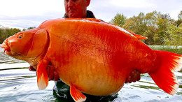 Cần thủ bắt được cá vàng khổng lồ nặng nhất thế giới