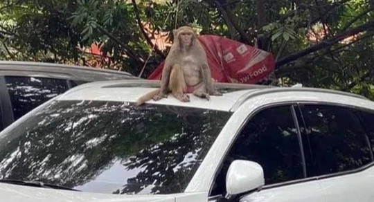 Thổi ống tiêu gây mê, vây bắt con khỉ hoang phá bãi xe ở Hà Nội