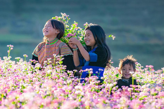 Rừng hoa tam giác mạch nở rực rỡ Hà Giang