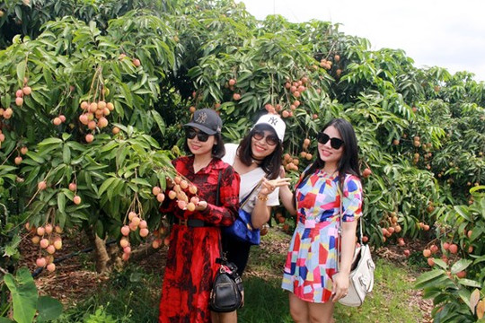 'Du lịch mùa quả ngọt' - điểm nhấn du lịch Bắc Giang dịp cuối năm