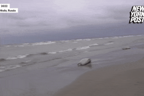Khoảnh khắc gây sốc 2.500 hải cẩu chết dạt vào bờ biển