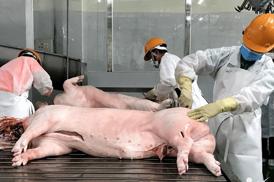 Bất ngờ giá thịt lợn tại chợ giảm mạnh