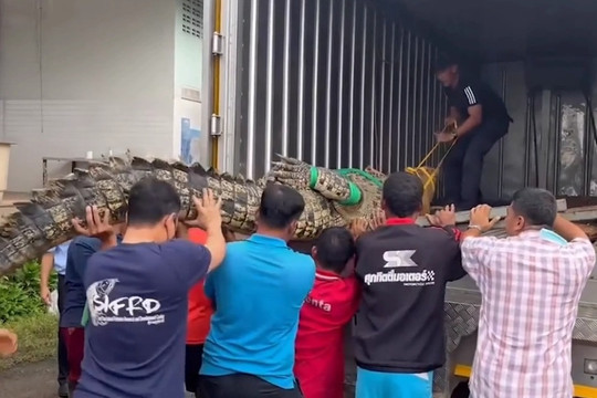 Dân làng vật lộn để bắt cá sấu "khủng" dài hơn 4m, nặng gần nửa tấn