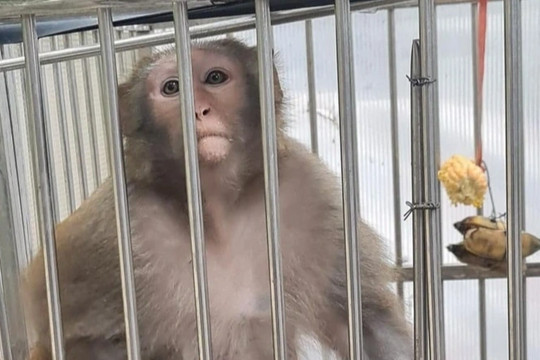 Đã bắt được con khỉ hoang quậy phá bãi xe ở Hà Nội