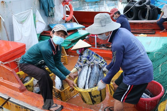 180 ngày hành động gỡ thẻ vàng IUU cho thủy sản Việt Nam