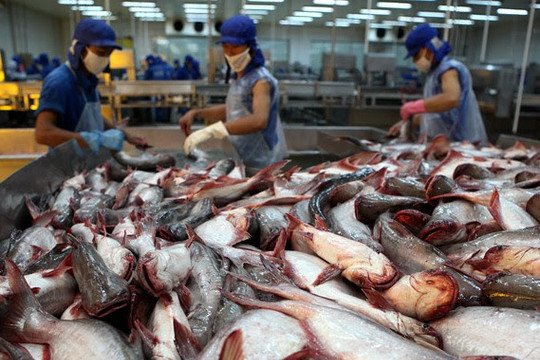 Từ ao làng ra biển lớn, cá tra Việt vững ngôi số 1 thế giới
