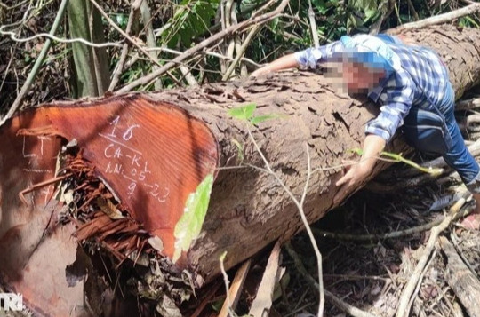 Kỷ luật nhiều cán bộ vụ phá rừng quy mô lớn ở Kon Tum