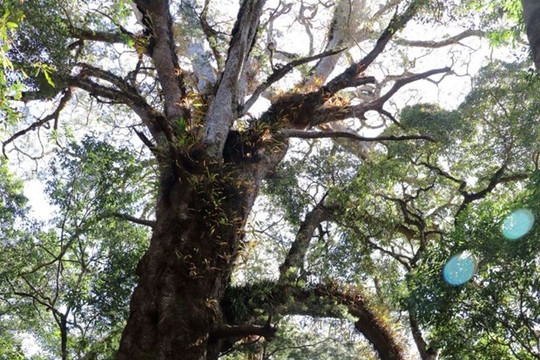 Tour du lịch leo núi khám phá cây thông cổ thụ quý hiếm nhất Việt Nam