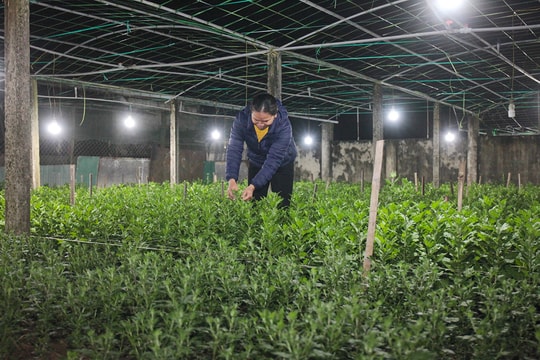 Chong đèn thâu đêm chăm hoa đón Tết
