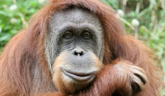 Đười ươi, khỉ đột có thể hành động theo lý trí tốt hơn con người