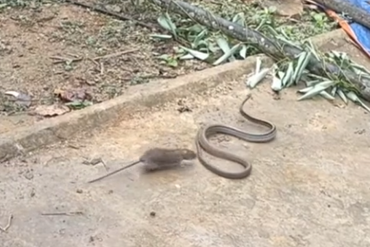 Bi hài khoảnh khắc loài rắn chuyên săn chuột lại bị… chuột truy đuổi