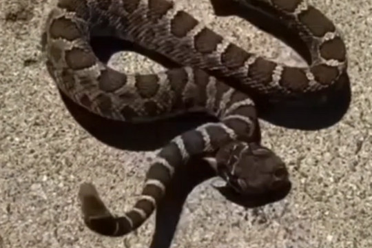 Clip sốc cho thấy lý do vì sao rắn độc bị đứt đầu vẫn có thể cắn chết người