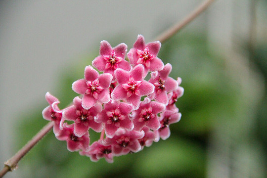 Điều ít biết về hoa lan cẩm cù - loại cây phong thủy nhiều tài lộc