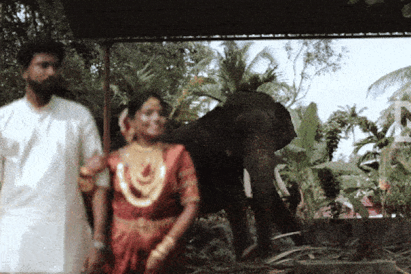 Đang chụp ảnh cưới, cặp đôi nhận được 'món quà' bất ngờ của chú voi