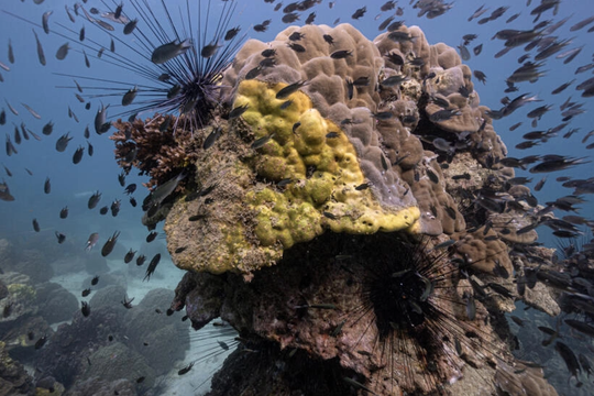 Bệnh quầng vàng tàn phá các rạn san hô ngoài khơi Thái Lan