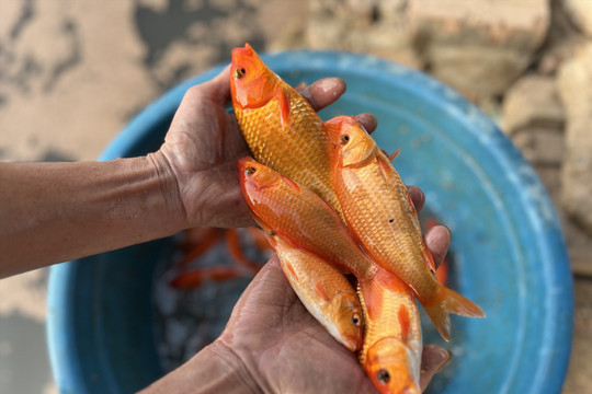 Làng nuôi cá chép đỏ cung ứng hàng chục tấn cá mỗi dịp Tết Nguyên đán