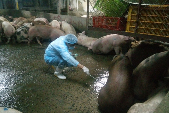 Phát hiện 130 con lợn dương tính với chất cấm trong chăn nuôi
