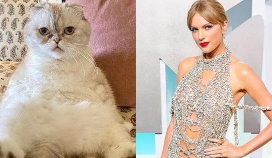 Có 97 triệu USD, mèo của Taylor Swift giàu thứ 3 trong giới thú cưng