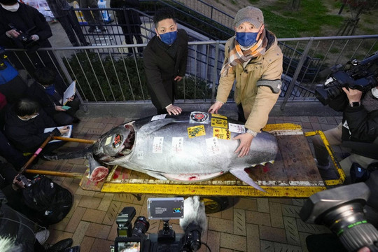 Cá ngừ vây xanh được bán đấu giá hơn 6 tỷ đồng ở Tokyo