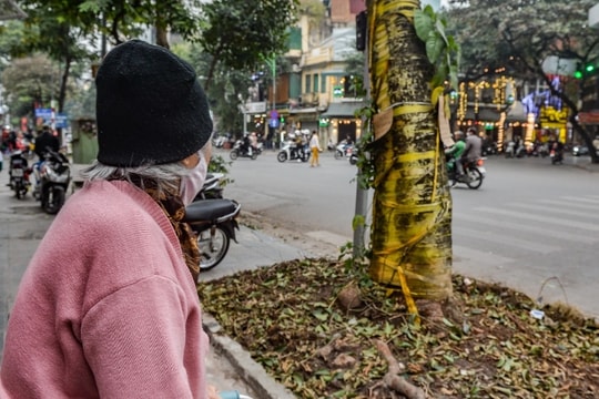 Cây 80 năm tuổi ở Hà Nội nghi bị "bức tử"