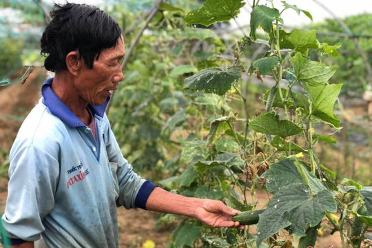 Vùng trồng rau sạch lớn nhất Đà Nẵng thấp thỏm vụ rau Tết