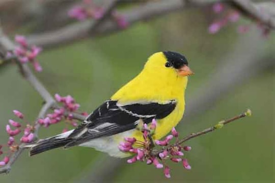 Người sinh tháng Âm lịch này nỗ lực được đền đáp, càng chăm chỉ càng giàu có