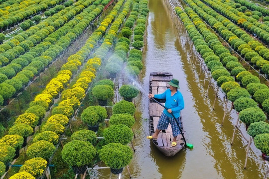 Nông dân làng hoa Sa Đéc tất bật bên ruộng cúc mâm xôi những ngày giáp Tết