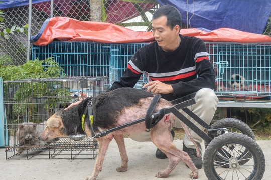 Nơi chăm sóc hàng trăm chú chó, mèo bị bỏ rơi ở Hà Nội