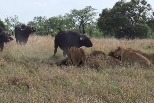 Đàn trâu rừng liều mạng chống trả sư tử để giải cứu đồng loại