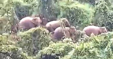 Đàn voi rừng xuất hiện trong nương rẫy ở Quảng Nam