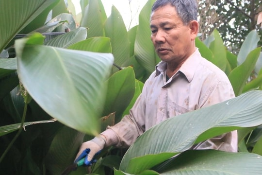 Nghề "hái lá ăn tiền" gần 500 năm tuổi bên sông Đáy