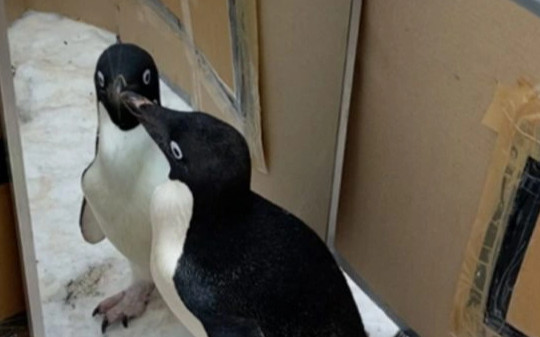 Điều gì xảy ra khi chim cánh cụt tự nhìn vào gương?