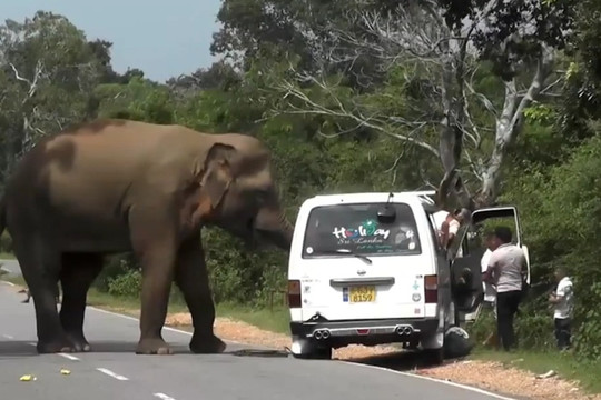 Khoảnh khắc đáng sợ khi voi chặn đường, tấn công chiếc xe chở đầy khách