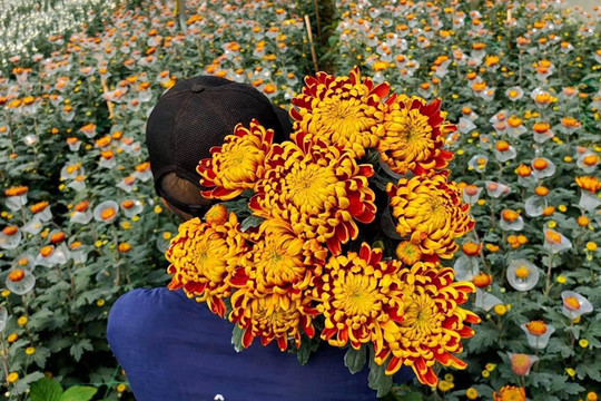 Chợ online 27 Tết, hoa ly đội giá gấp 3-4 lần, cúc màu lạ đắt đỏ