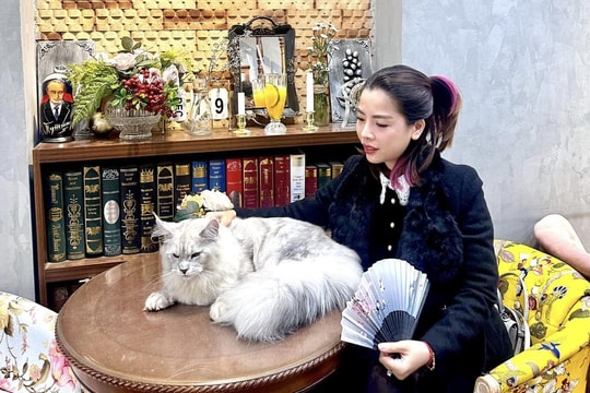 Người Việt chi hàng trăm triệu đồng nuôi mèo quý tộc