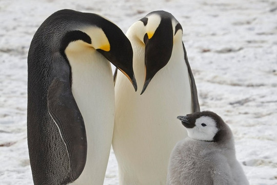 Phát hiện nơi ở mới của loài chim cánh cụt hoàng đế sắp tuyệt chủng